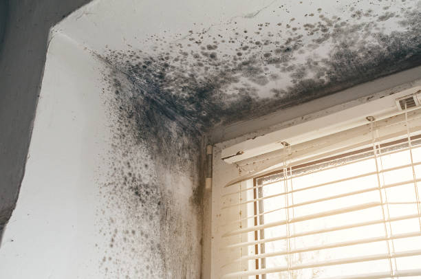 Affordable Mold Removal solutions in Weston, NJ